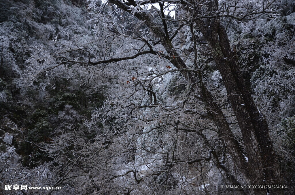 雪覆树林的静谧冬日景象