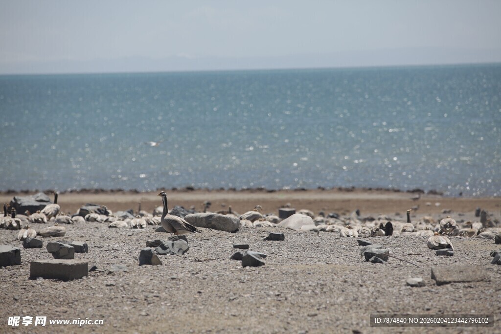海滩上的鸟儿与石块