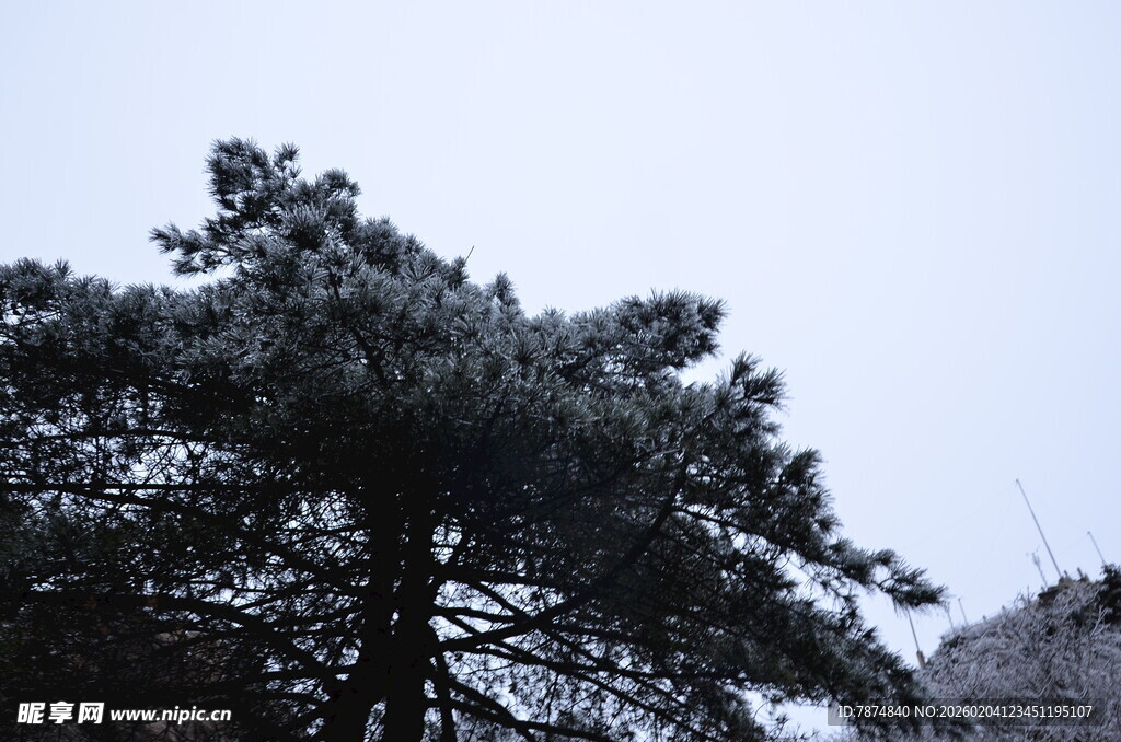 雪覆松树