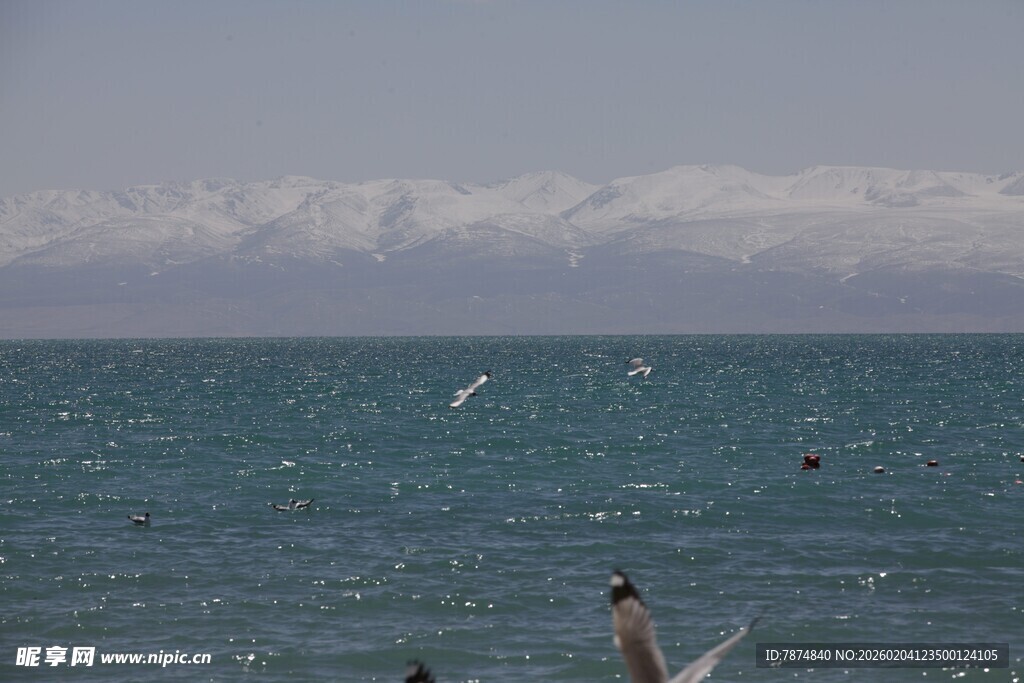 海边嬉戏的人与飞翔海鸟