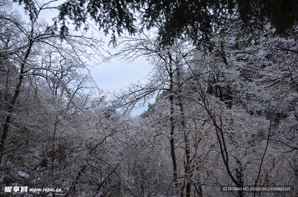 雪覆树林冬日美景