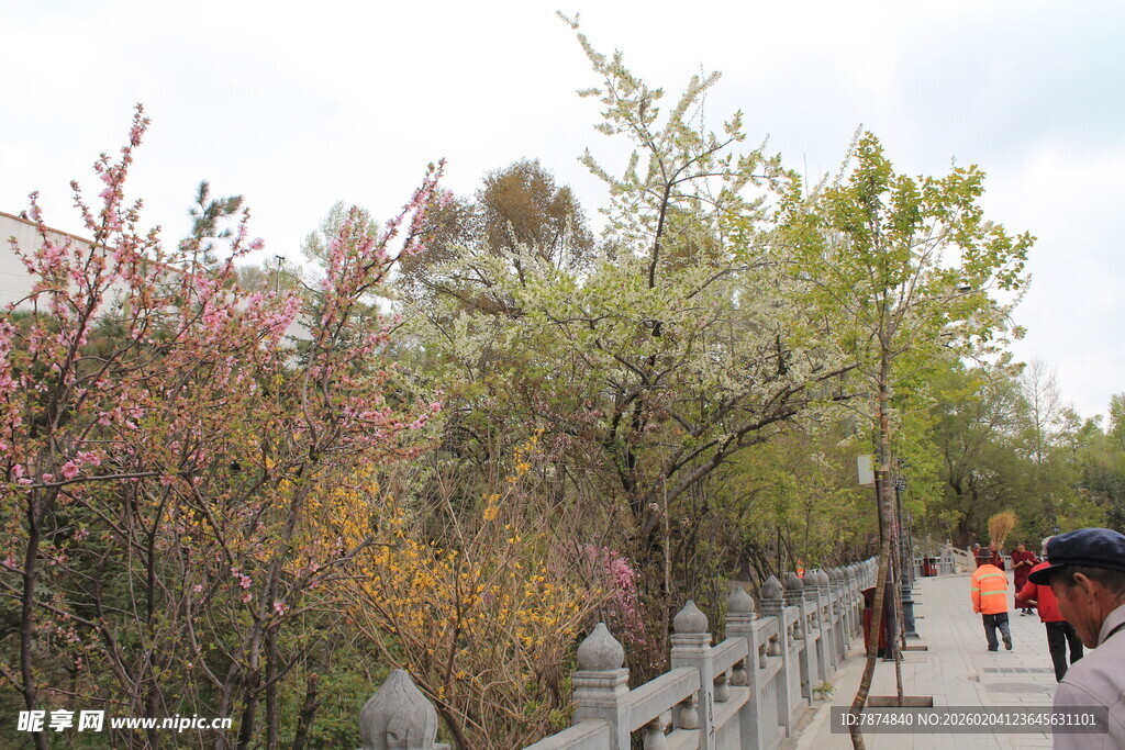 春日赏花小径上的行人