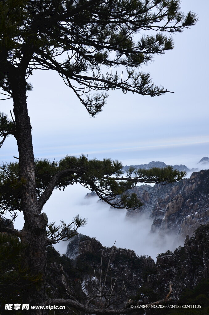 山间松景 云雾缭绕之境