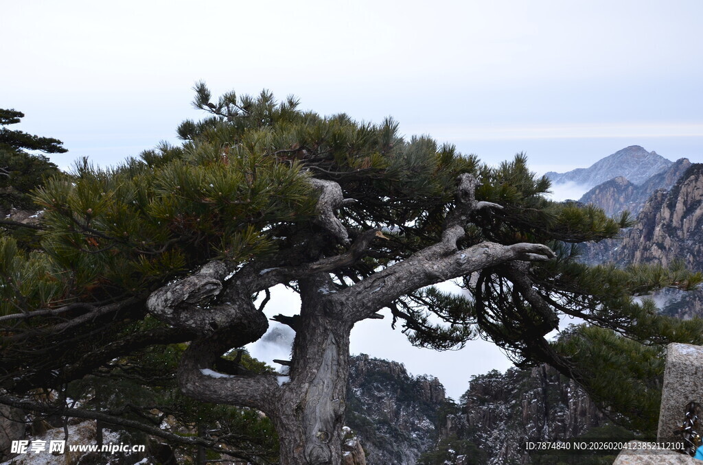 黄山奇松傲立山间