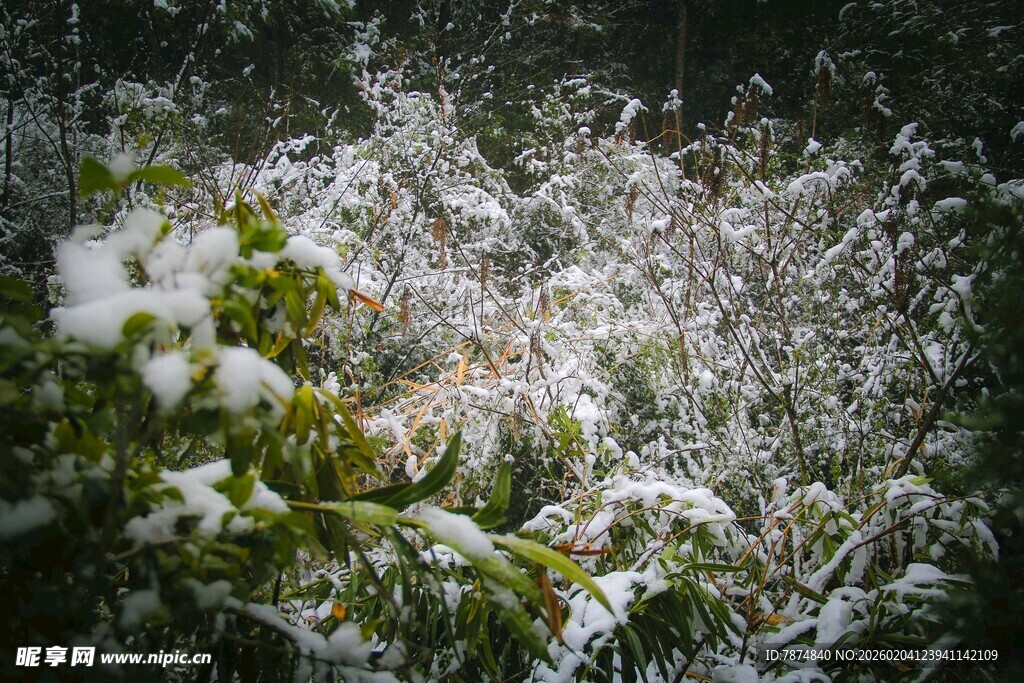 枝头覆雪的翠绿植物