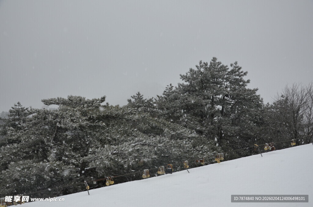 雪覆树木的冬日景致