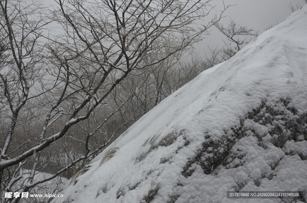 雪覆山坡与枯树景象