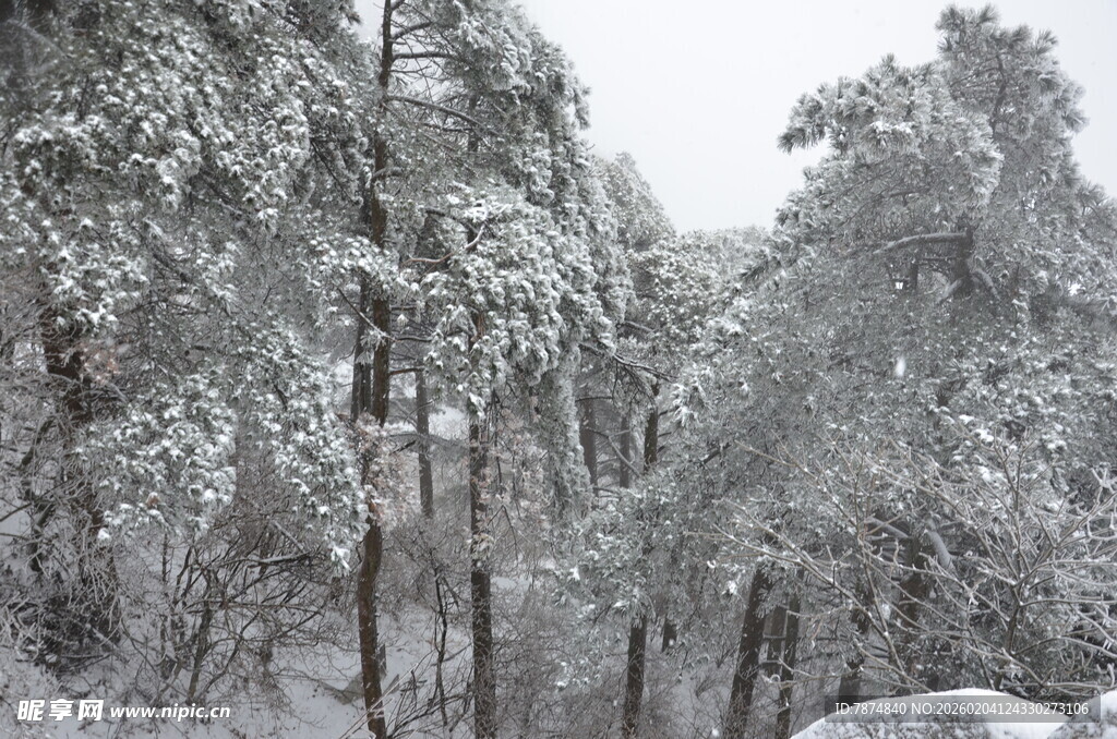 雪覆森林美景