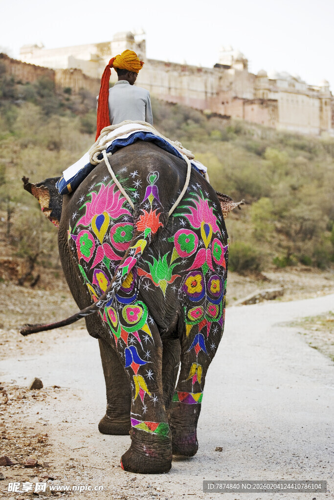 彩绘大象驮人漫步街头