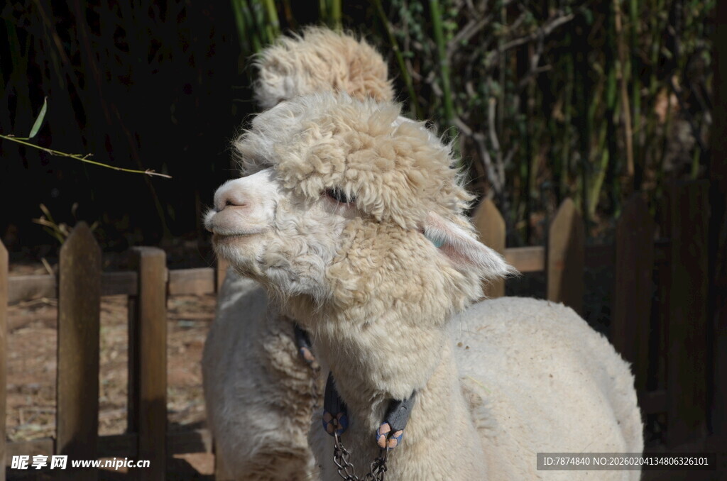 可爱羊驼站在户外
