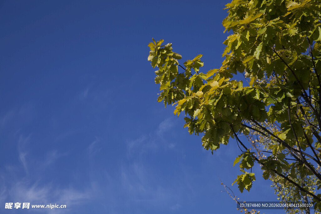 蓝天绿树 清新自然景致