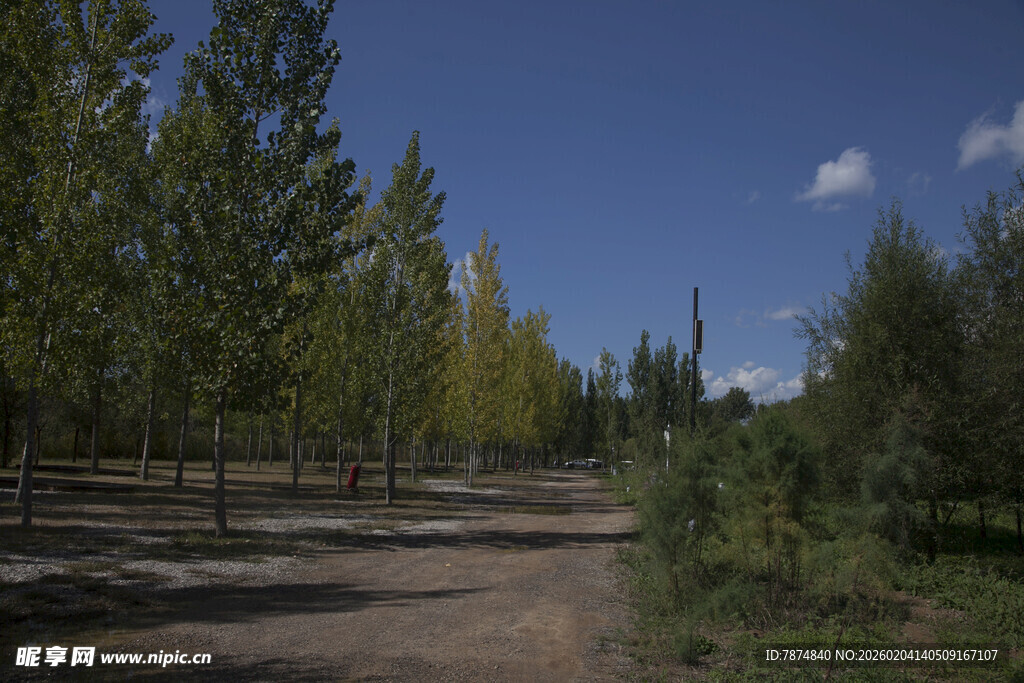 林间土路 秋日静谧风光