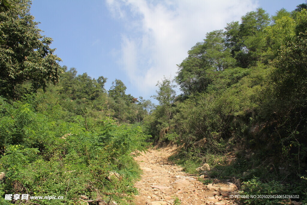 山间小径 绿意盎然的自然路