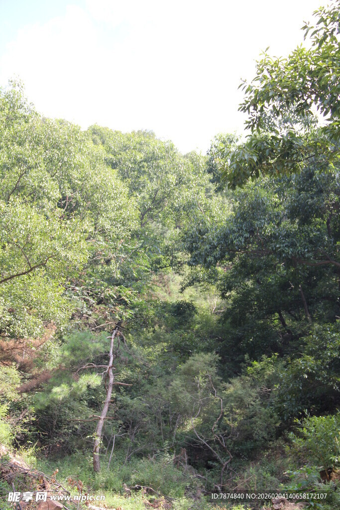 茂密山林中的树木景观