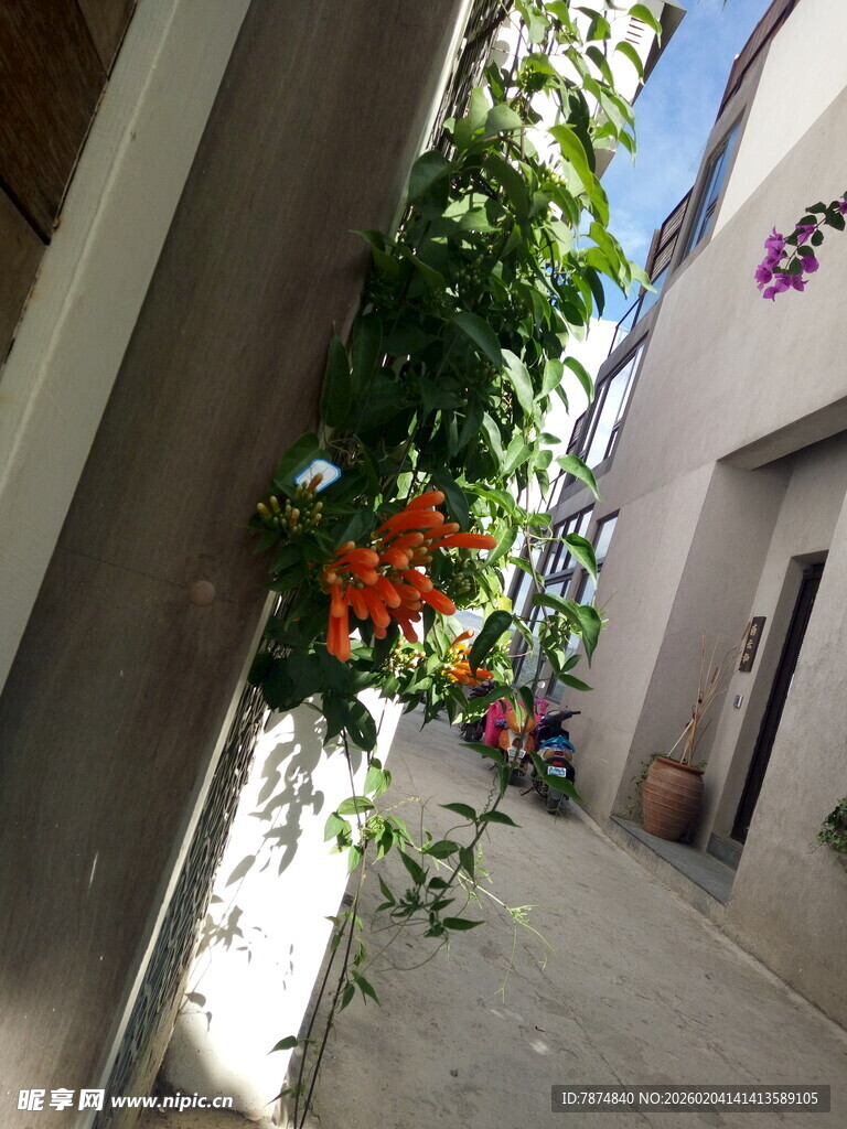 小巷中的绿植与多彩景致