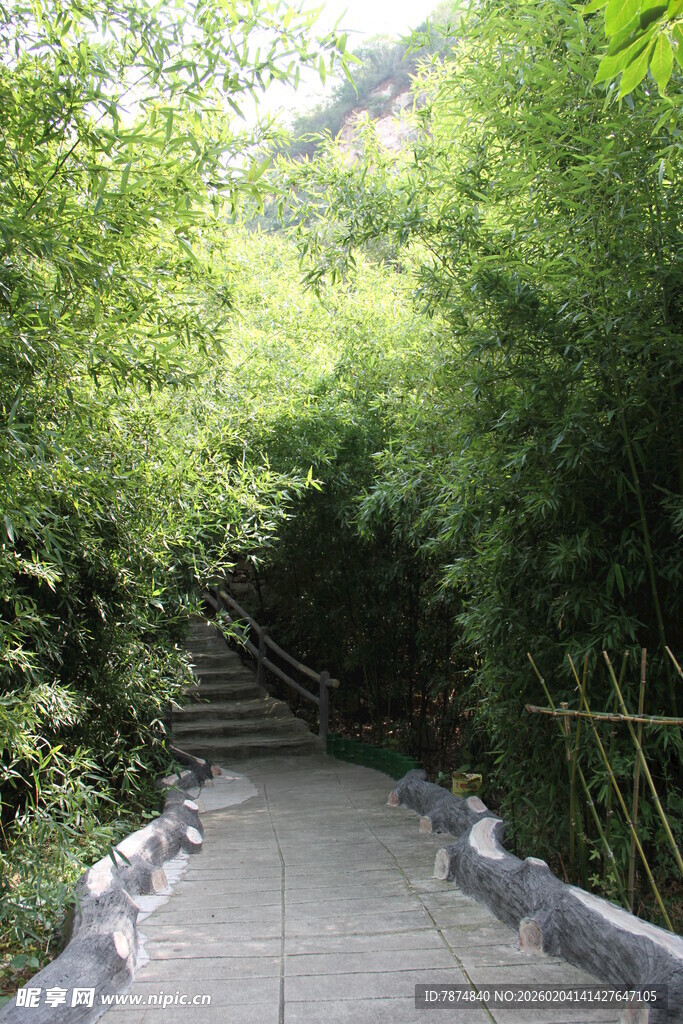 竹林间的清幽石阶小道
