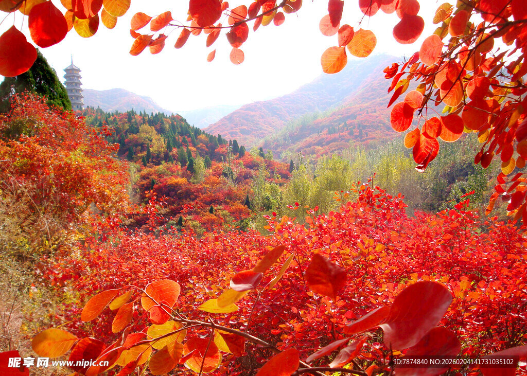 秋日山林红叶美景