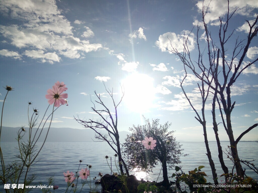 海边枯树旁绽放的花朵
