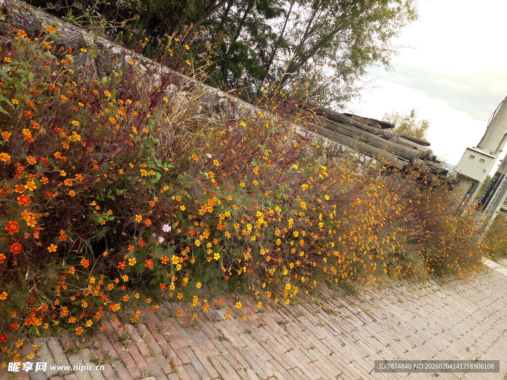 秋日墙边绚烂植物景致