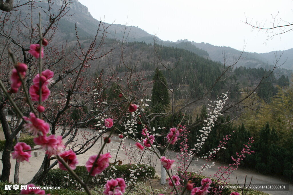 山间绽放的艳丽桃花