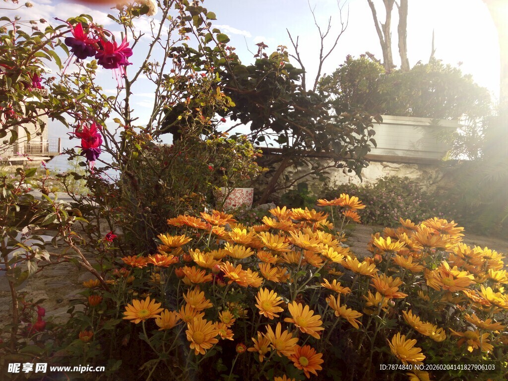 秋日花园中的多彩花卉