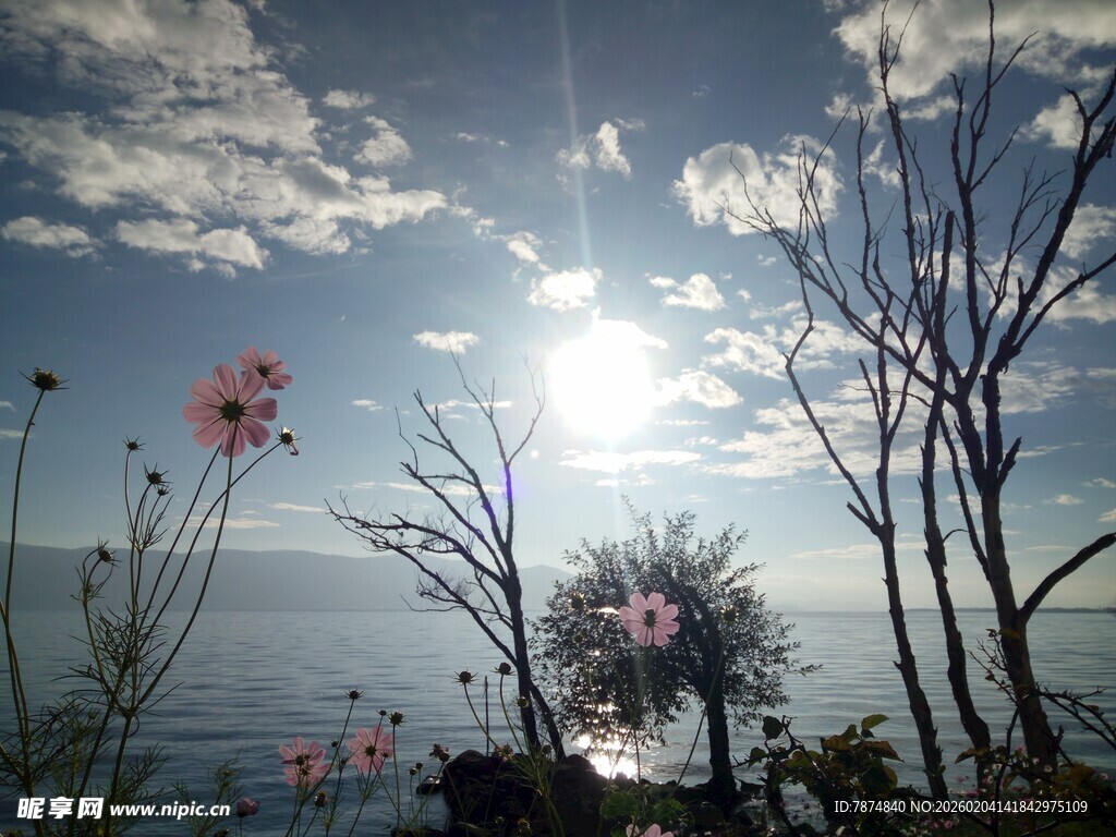 海边日出下的花草树木
