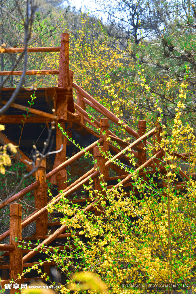 秋日山林中的木质观景栈道
