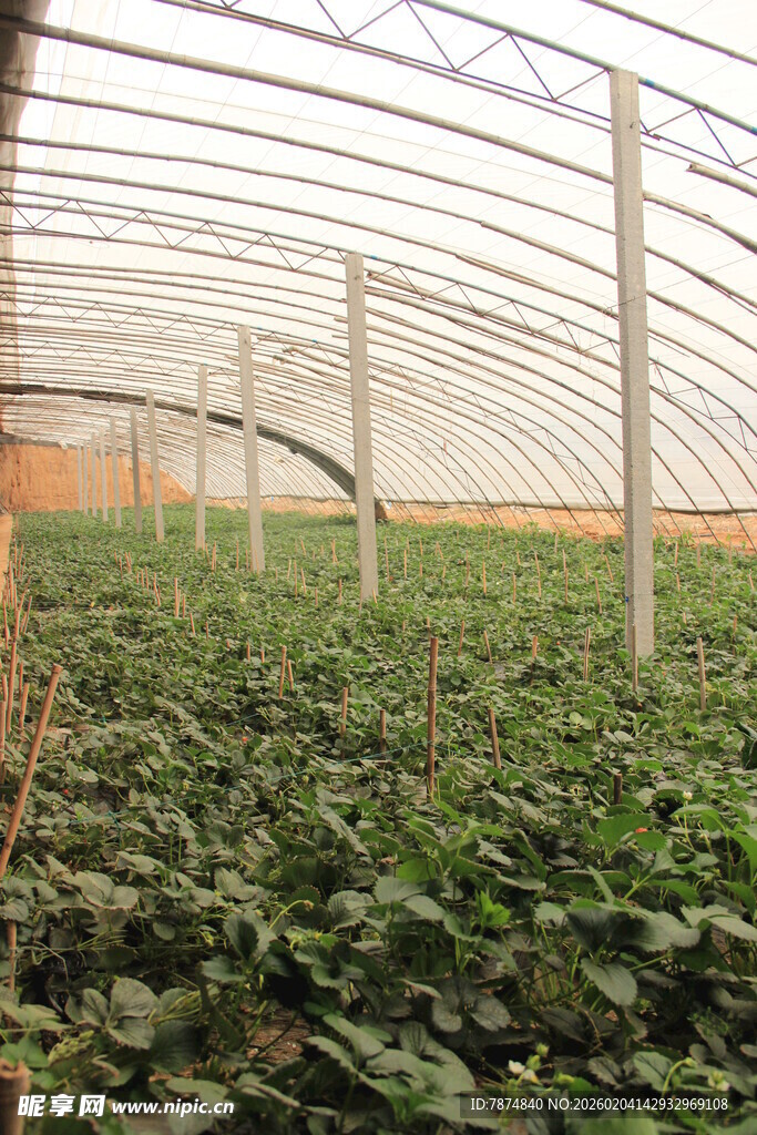 温室里的绿色植物景观