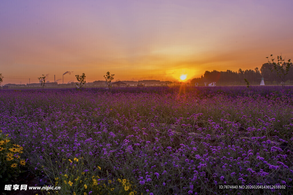夕阳下的紫色花海美景