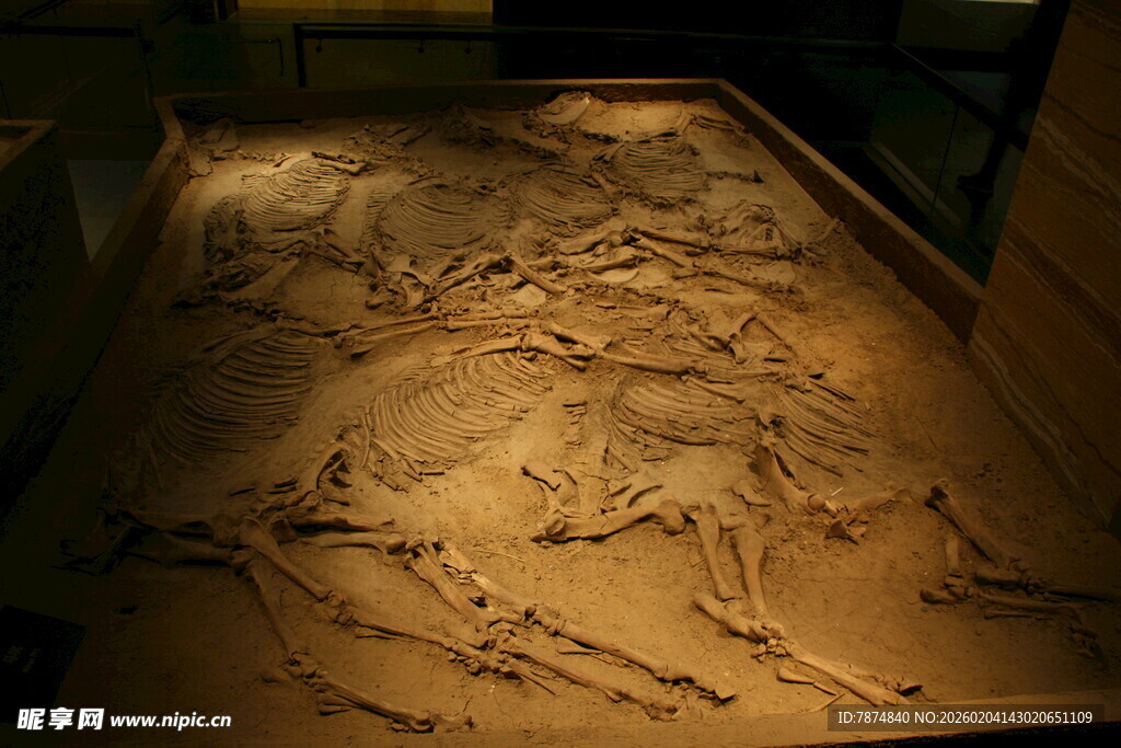 古代动物化石遗迹展示