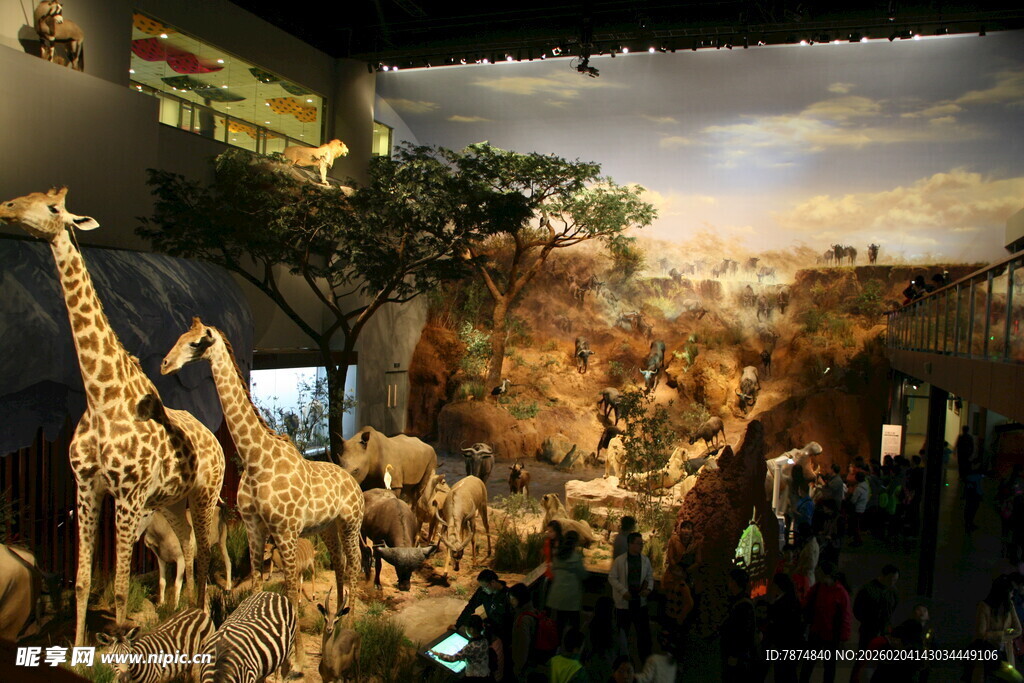 动物标本展示场景