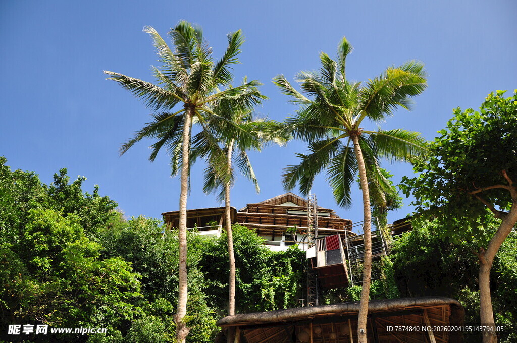 热带风光中的棕榈树与建筑