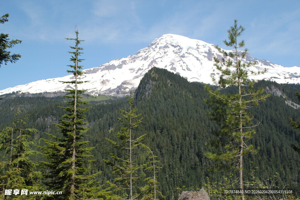 雪山下的葱郁森林
