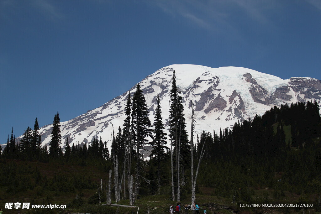 雪山下的茂密森林景观