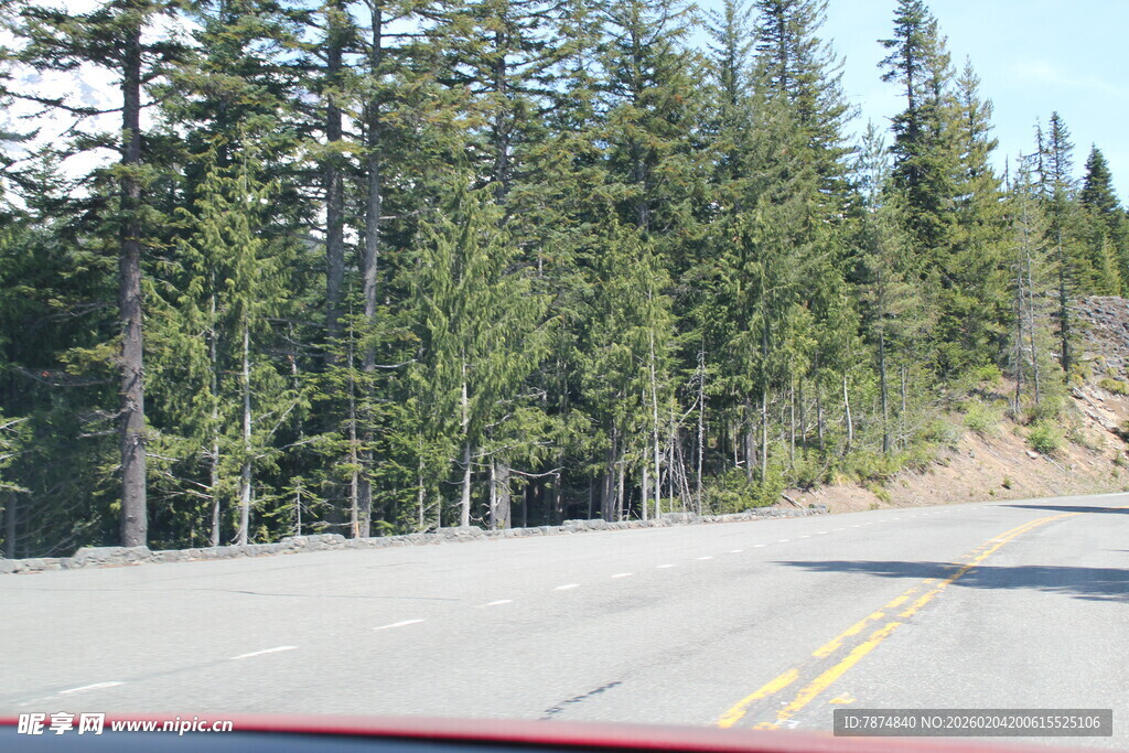 公路旁的茂密树林