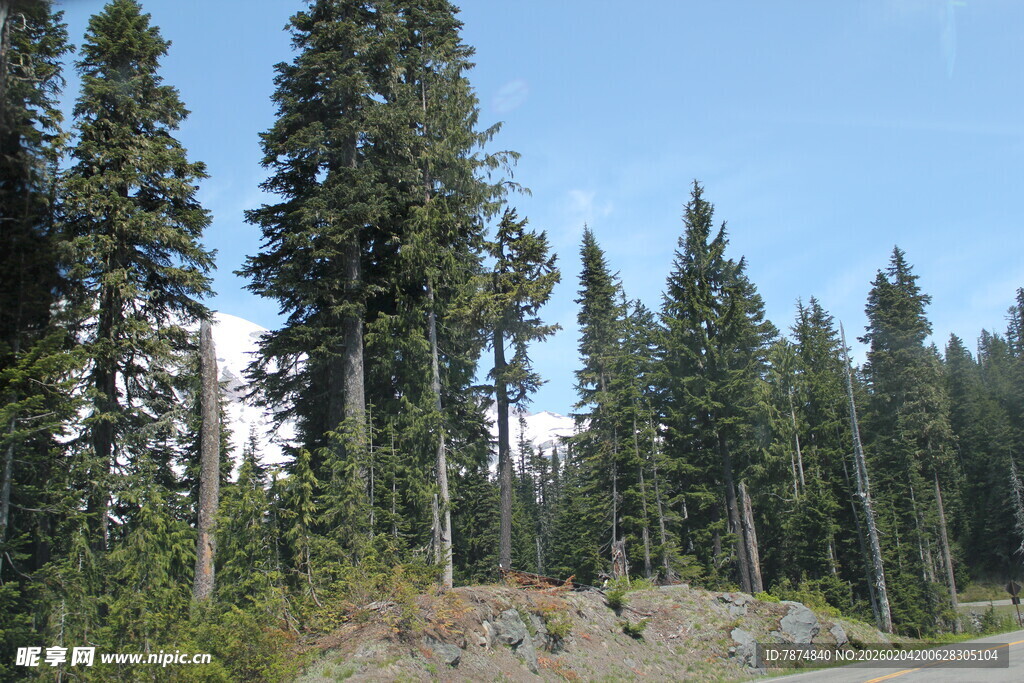 山林间挺拔的高大树木