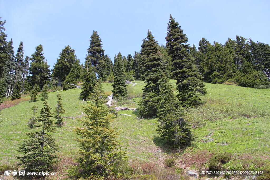 山坡上的茂密松树林