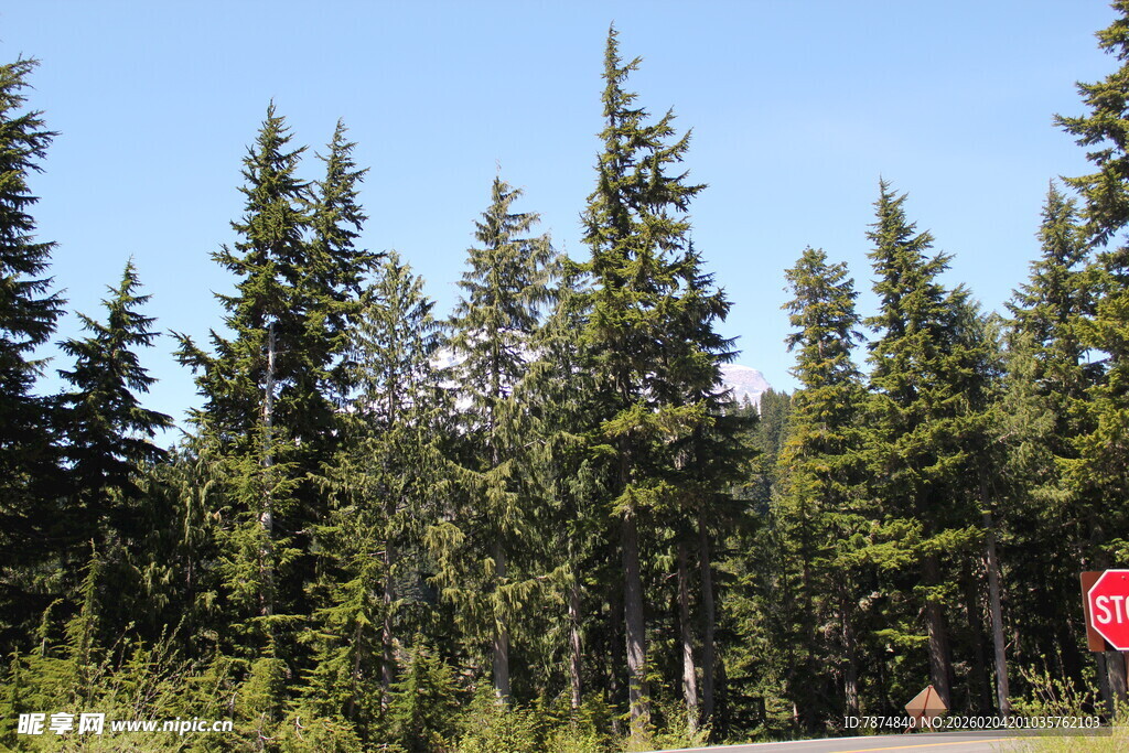 森林中的挺拔松树景观