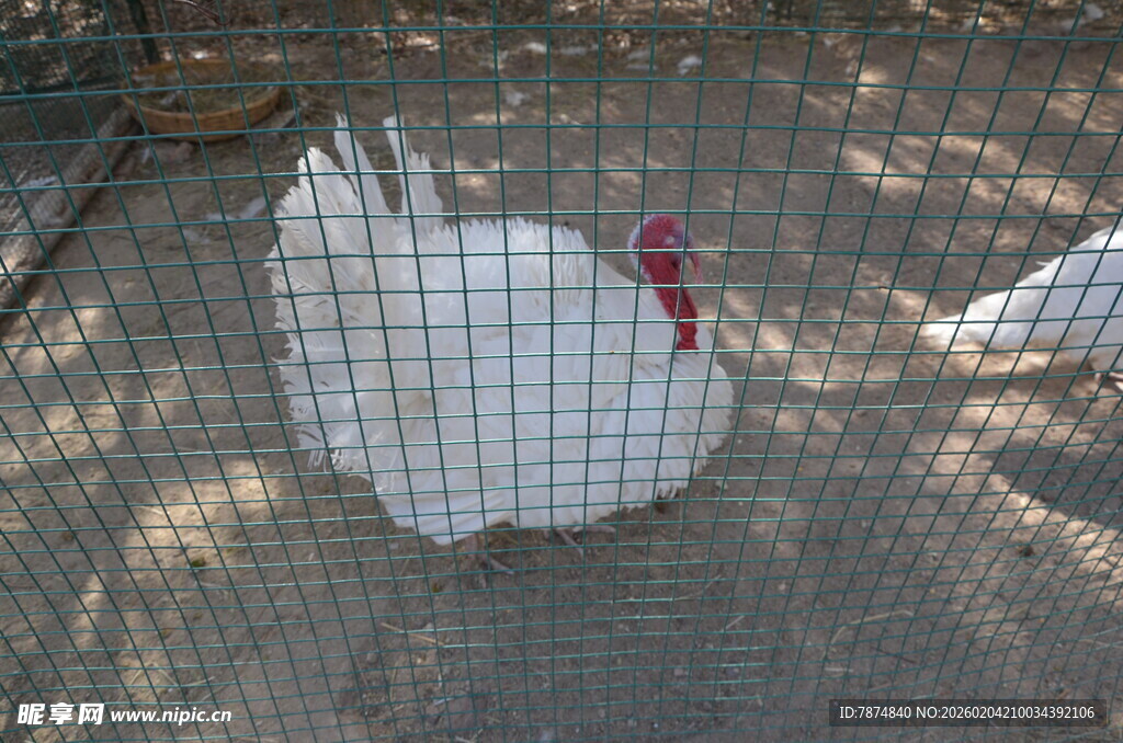 笼中白鸡