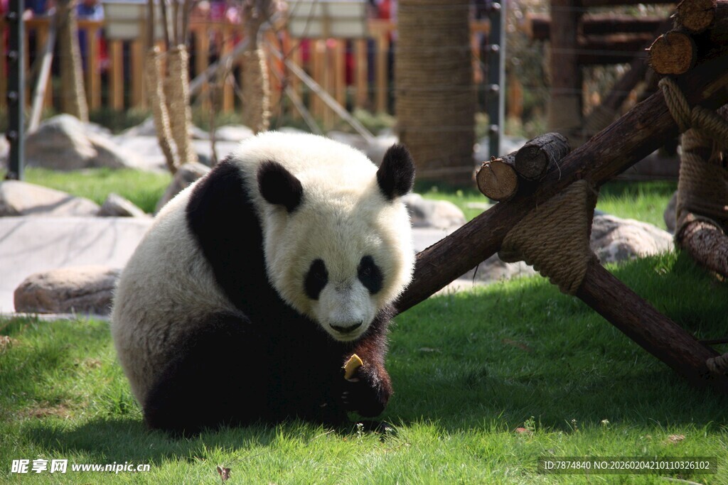 草地上的可爱大熊猫