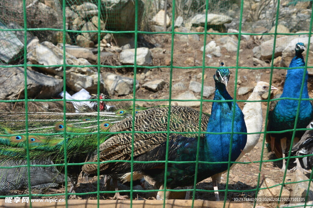 笼中孔雀展示绚丽羽毛