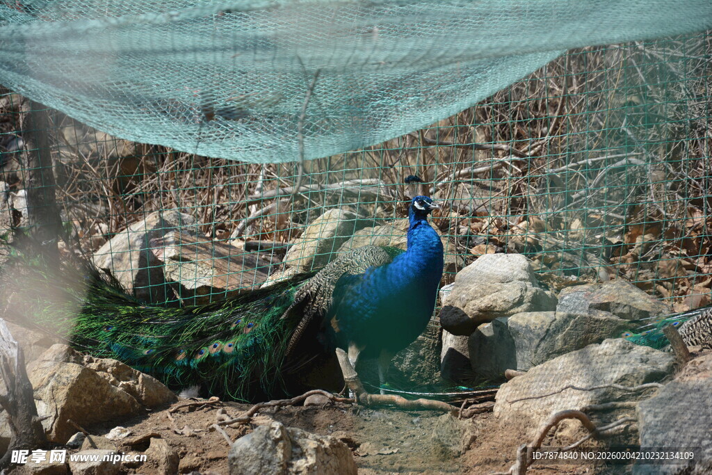 蓝孔雀于石间展绚丽身姿