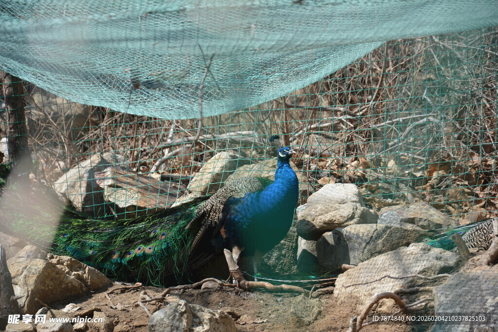 蓝孔雀于石间展美丽身姿