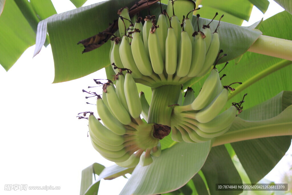 树上的青绿香蕉串