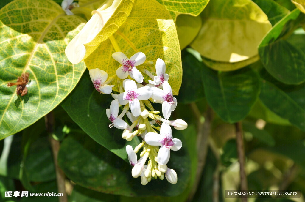 绿叶间绽放的粉白花朵