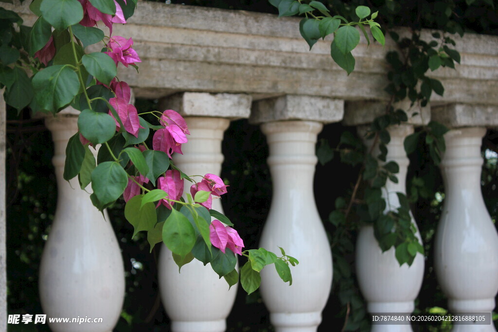 粉色花卉缠绕白色栏杆