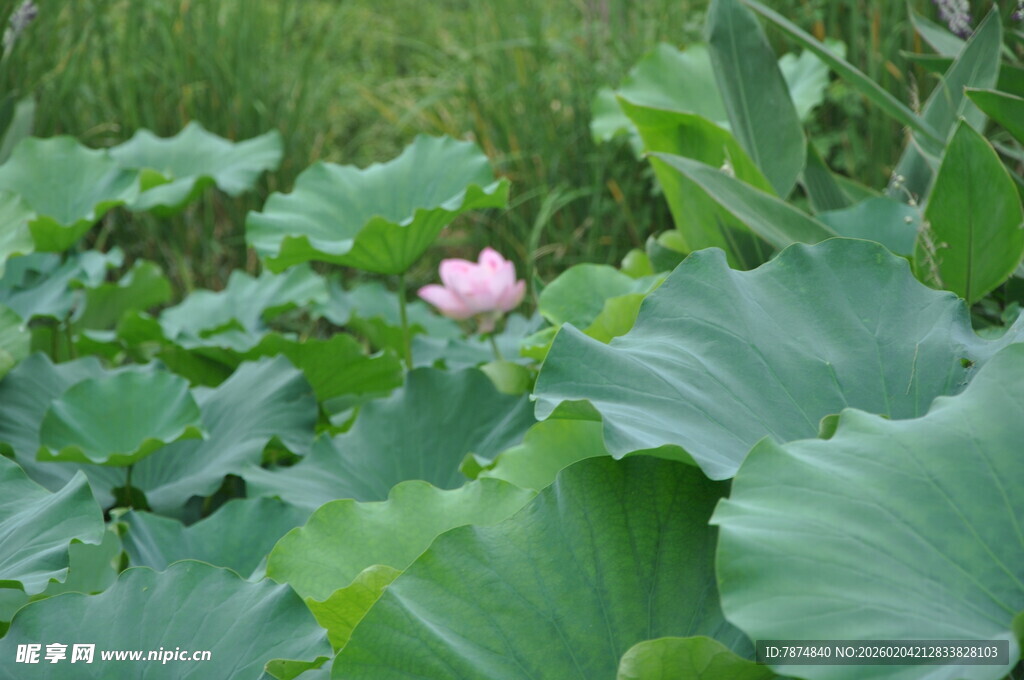 荷塘中绽放的娇艳荷花