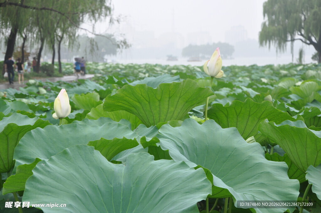夏日荷塘美景