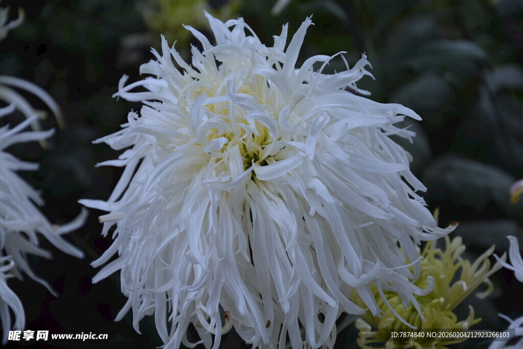 洁白丝状菊花特写