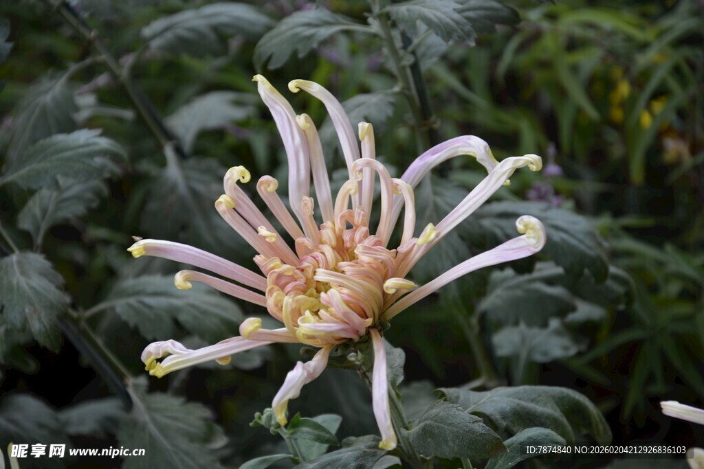 奇特绽放的多瓣花朵